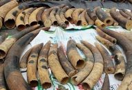 Truy tìm chủ nhân hơn 7 tấn ngà voi và vẩy tê tê ngụy trang trong container nhựa đường