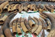 Khởi tố vụ án hơn 7 tấn ngà voi và vảy tê tê giấu trong container nhựa đường