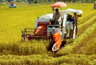 Huyện An Dương: Năng suất vụ lúa xuân đạt 70,5 tạ/ha