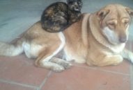 Quyết liệt triển khai đồng bộ các giải pháp phòng chống bệnh dại động vật