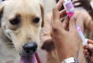 Yêu cầu các hộ nuôi chó cam kết thực hiện nghiêm túc việc khai báo, đăng ký chó nuôi, chấp hành việc xích, nhốt và tiêm phòng Dại