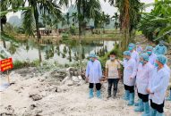 Tăng cường lãnh đạo, chỉ đạo thực hiện hiệu quả công tác phòng chống, khống chế bệnh Dịch tả lợn Châu Phi