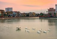 Quận Hồng Bàng sẽ thả thêm 15 đôi thiên nga để tạo điểm nhấn sinh động cho dòng sông Tam Bạc