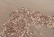 Ngao nuôi chết không phải do bệnh