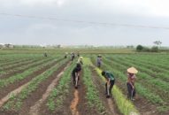 Đẩy mạnh chuyển đổi cơ cấu cây trồng