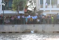 Thêm 15 đôi thiên nga được thả xuống sông Tam Bạc