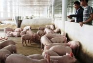 Lo tái tạo và cân đối nguồn lợn thịt