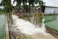 Hải Phòng khẩn trương xác định giá, sớm hỗ trợ người chăn nuôi có lợn bị nhiễm dịch