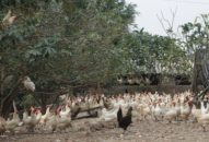 Chi cục Chăn nuôi & Thú y: Không phát hiện mẫu gia cầm dương tính vi rút cúm A/H5N1, A/H5N6