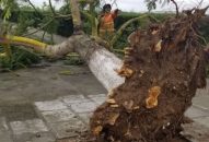 Bão Mun gây mưa lớn, nhiều cây xanh ở Hải Phòng bật gốc