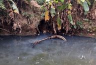 Nguồn nước sinh hoạt của TP Hải Phòng ô nhiễm trầm trọng