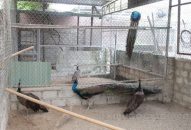 Đoàn công tác của Quốc hội khảo sát thực tế việc thực thi Công ước CITES tại Hải Phòng