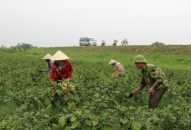 Dư nợ cho vay thí điểm phát triển nông nghiệp đạt 72,25 tỷ đồng