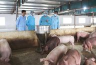 Hải Phòng đã tiêu hủy 51,47% tổng đàn lợn trước dịch