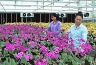 Hải Phòng phát triển nông nghiệp ứng dụng khoa học kỹ thuật cao