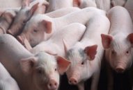 Chuyện thời cuộc:  Lo đơn lo kép