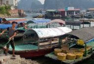 Giá trị sản xuất thủy sản tăng 7,4%