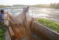 Nguồn lợi nước lợ và hệ lụy khai thác (Kỳ 1): Sản vật “trời phú”