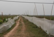 Nguồn lợi nước lợ và hệ lụy khai thác  (Kỳ 2): “Cuộc chiến” giành mặt nước