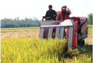 Huyện Tiên Lãng: Tập trung chăm bón, phòng trừ sâu bệnh cho 6.500 ha lúa mùa