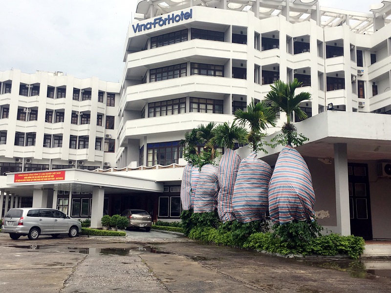 Cây cối được chằng, buộc cẩn thận để tránh thiệt hại do bão gây ra