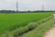 Huyện Vĩnh Bảo không xảy ra thiệt hại lớn sau bão số 3