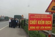 Xử lý nghiêm các trường hợp vận chuyển lợn không rõ nguồn gốc