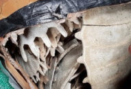 Hải Phòng: Bắt giữ lô hàng mai Rùa quý hiếm