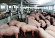 Giá lợn hơi tăng ở cả 3 miền