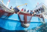 Dư nợ cho vay phát triển thủy sản đạt 662,86 tỷ đồng