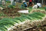 Trồng 5 ha hành lá xanh xuất đi Nhật Bản