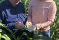 Chủ động phòng chống “sâu keo mùa thu”