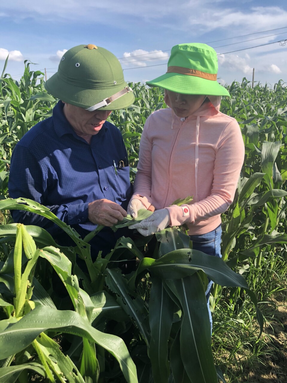 “Sâu keo mùa thu” đã xuất hiện, gây hại tại một số vùng ngô Hải Phòng