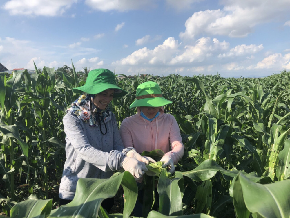 “Sâu keo mùa thu” đã xuất hiện, gây hại tại một số vùng ngô Hải Phòng