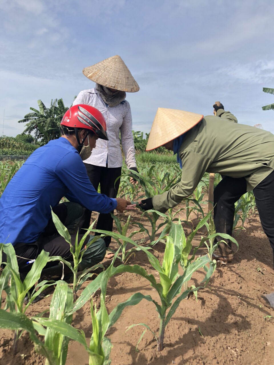Khi ngô được 3 đến 6 lá phải tăng cường kiểm tra, phát hiện, ngắt tiêu hủy trứng “sâu keo mùa thu''