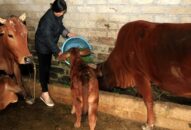 Chuyện thời cuộc: Thay thịt lợn bằng thịt bò