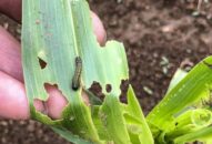 Xã An Hòa (An Dương):  4 ha ngô bị sâu keo mùa thu phá hoại