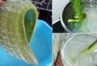 Bảo quản nha đam được lâu