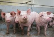 Huyện Tiên Lãng 19 xã, thị trấn không phát sinh ổ dịch tả lợn châu Phi