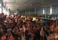 Hướng dẫn người chăn nuôi thực hiện tái đàn sau dịch tả lợn Châu Phi