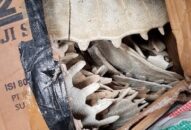 Tạm giữ lô hàng sản phẩm động vật hoang dã và thiết bị điện tử qua sử dụng