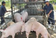 Giá heo hơi hôm nay 22/8: Chạm 52.000 đồng/kg, hụt 500.000 tấn thịt