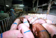 Trung Quốc quay sang gom heo Việt