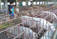 Dự báo thiếu 500.000 tấn thịt lợn vào cuối năm