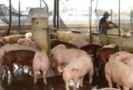 Giá heo hơi hôm nay 25/8: Nam phi mã, Bắc vững giá 50.000 đ/kg