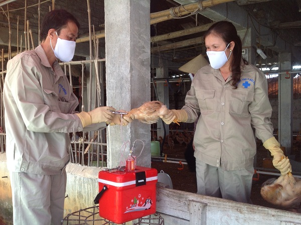Chủ động tiêm vắc xin phòng dịch cúm gia cầm
