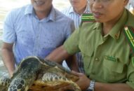 Tăng cường quản lý, bảo vệ rừng