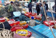 Cấp, gia hạn 177 giấy phép khai thác thủy sản