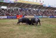 Lễ hội chọi trâu Đồ Sơn 2019: Cần đảm bảo tuyệt đối an toàn cho người dân và du khách