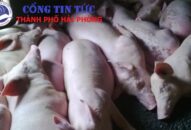 Giá heo hơi biến động trái chiều